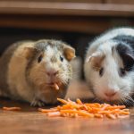 two guinea pigs eating carrot